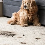 Why Carpet Cleaning Bournemouth Is Recommended for Pet-Owning Households