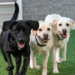 From Overwhelm to Clarity: How a Single Rescue Dog Adoption Website Simplifies UK Adoptions