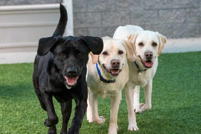 From Overwhelm to Clarity: How a Single Rescue Dog Adoption Website Simplifies UK Adoptions